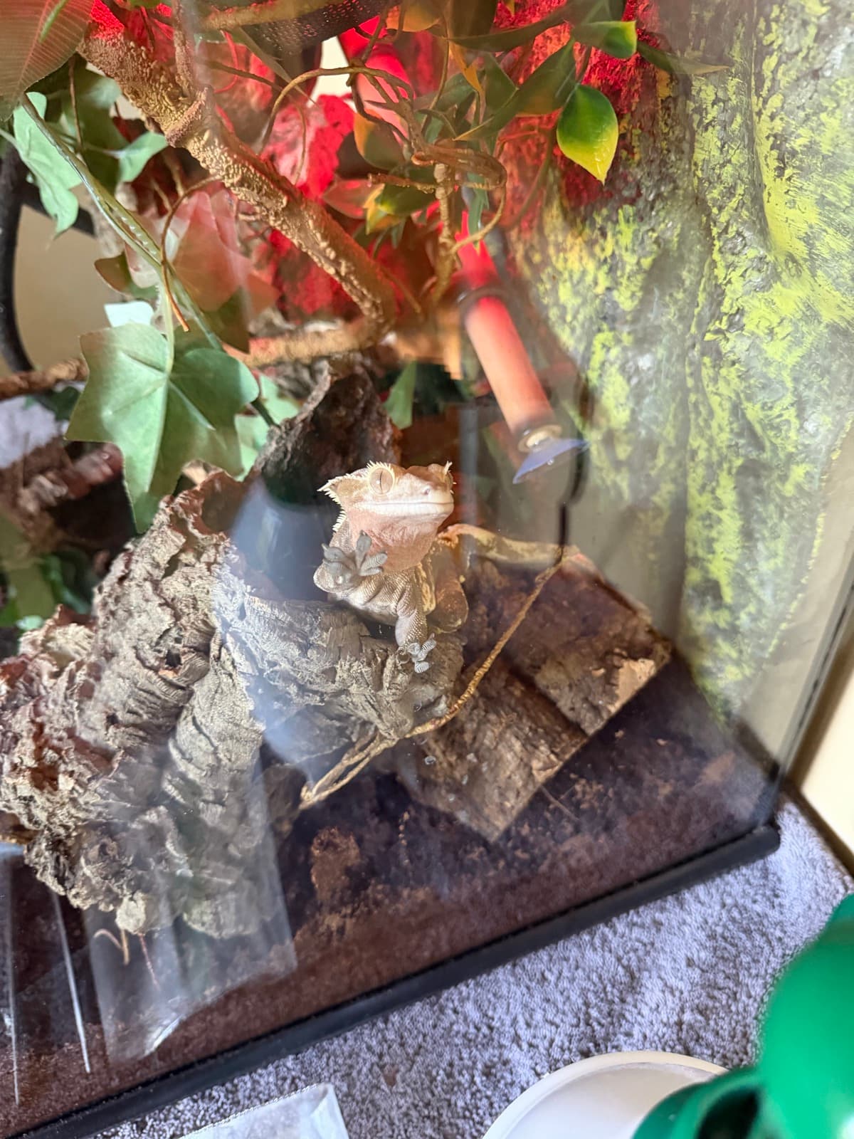 Sensei, my crested gecko
